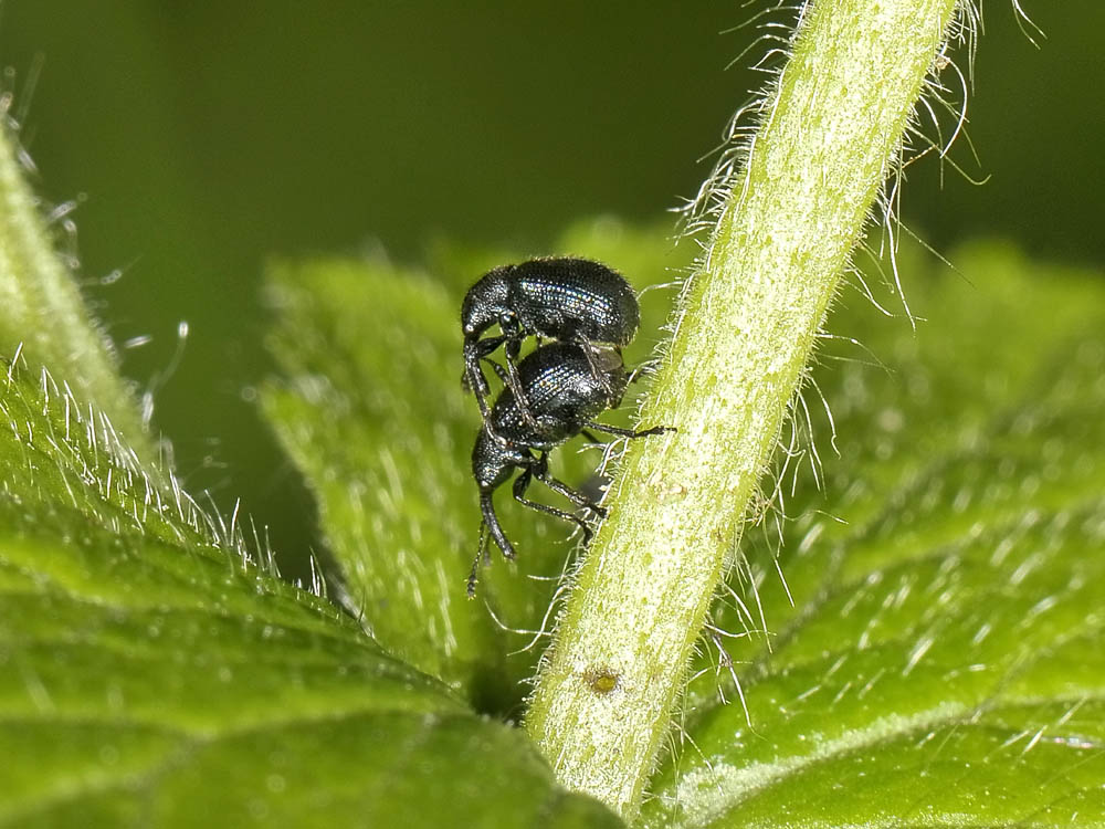 Lasiorhynchites olivaceus? (Rhynchitidae)